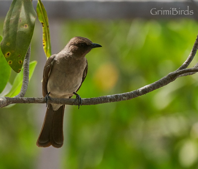 Bulbul Naranjero (grupo barbatus) - ML615536505