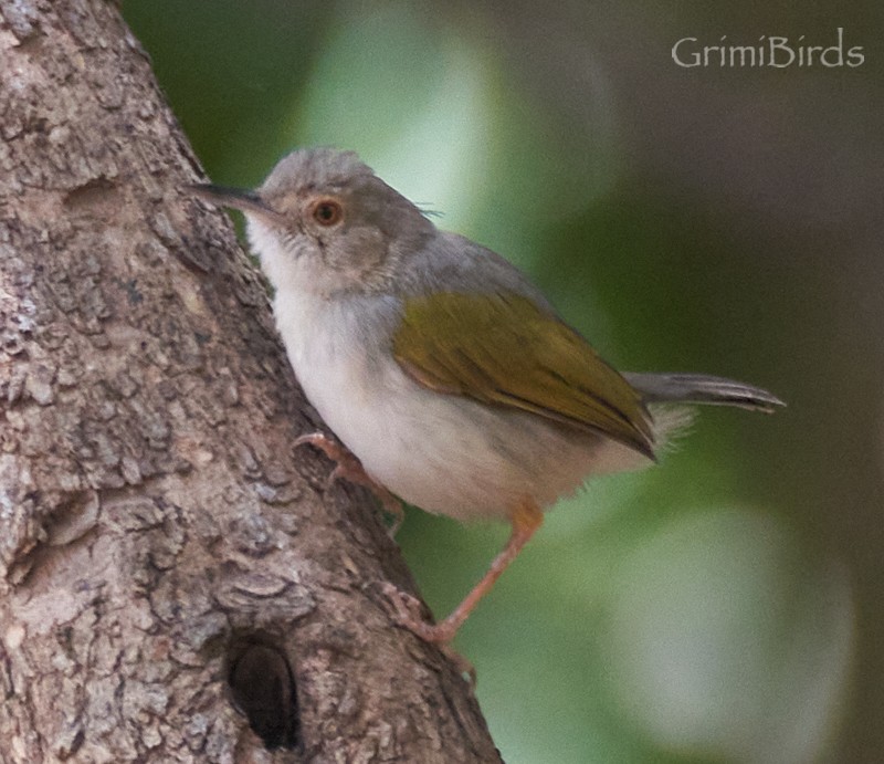 Green-backed Camaroptera (Gray-backed) - Ramon Grimalt