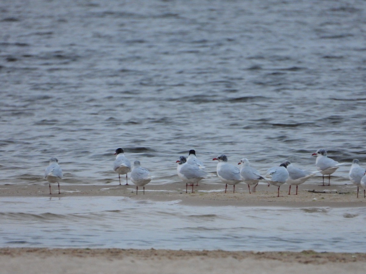 Mouette mélanocéphale - ML615536539