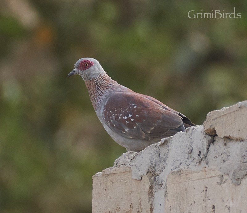 Speckled Pigeon - ML615536587