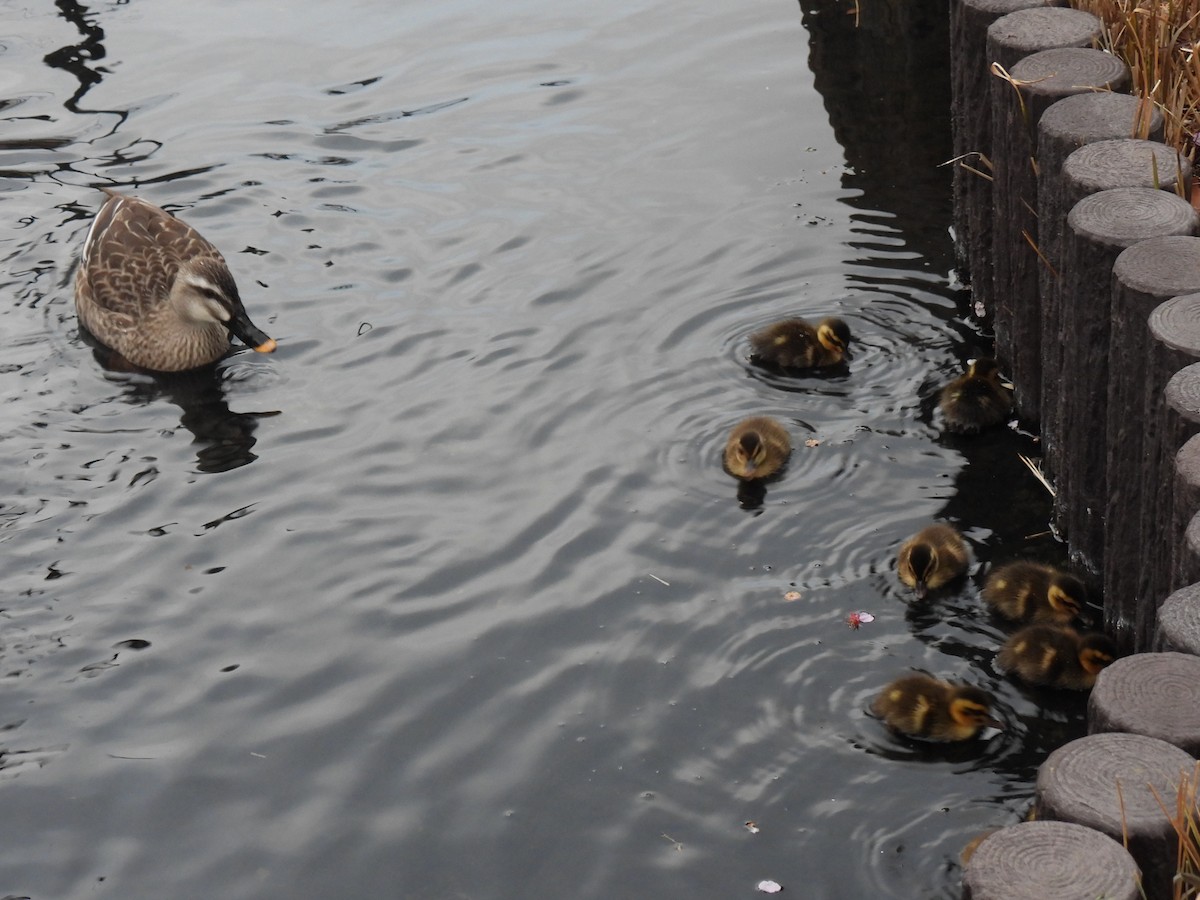 Eastern Spot-billed Duck - ML615536662