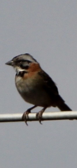 Rufous-collared Sparrow - Jessica D