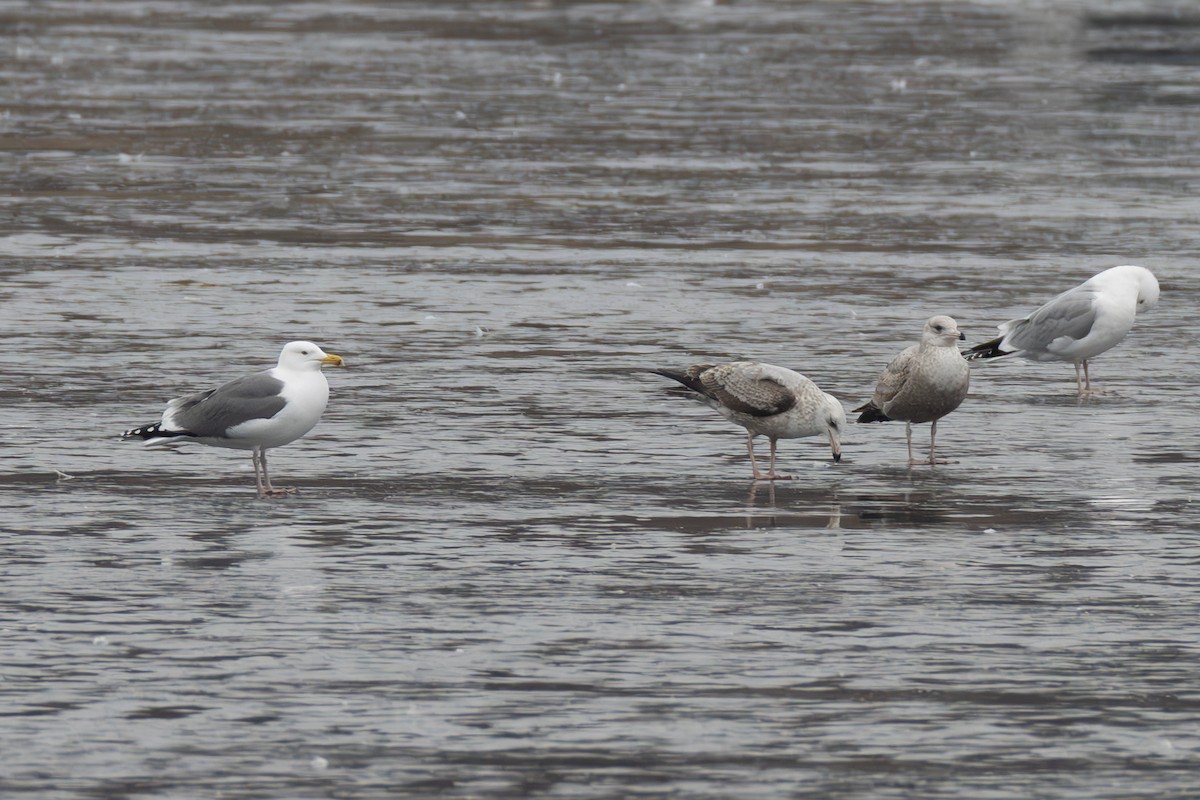 Herring x Great Black-backed Gull (hybrid) - ML615536747