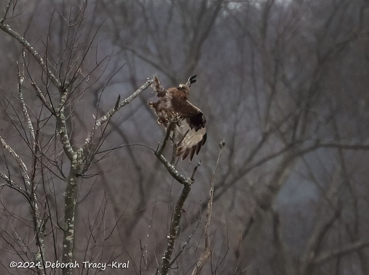 Rough-legged Hawk - ML615536748