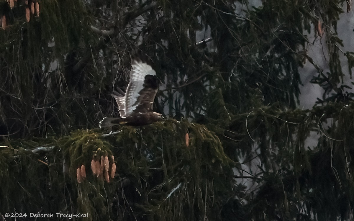 Rough-legged Hawk - Deborah Kral