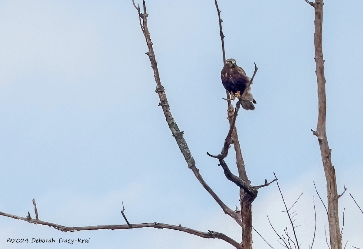 Rough-legged Hawk - ML615536894