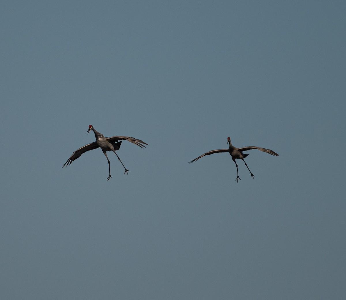 Sandhill Crane - Karen Lee Lewis