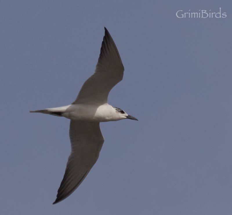 Gull-billed Tern - Ramon Grimalt