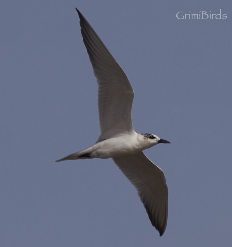 Gull-billed Tern - Ramon Grimalt