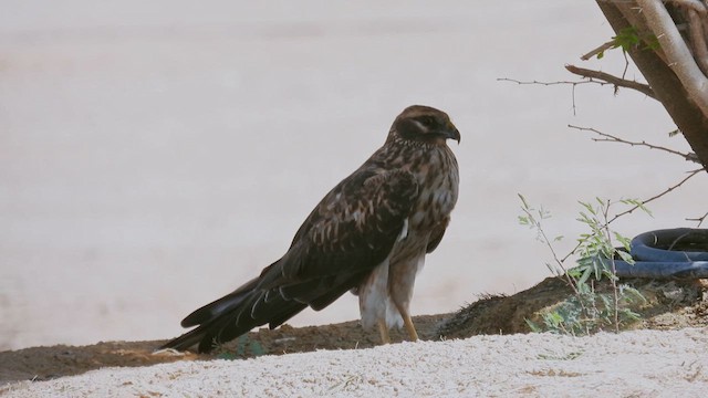 Хээрийн хулд - ML615536950
