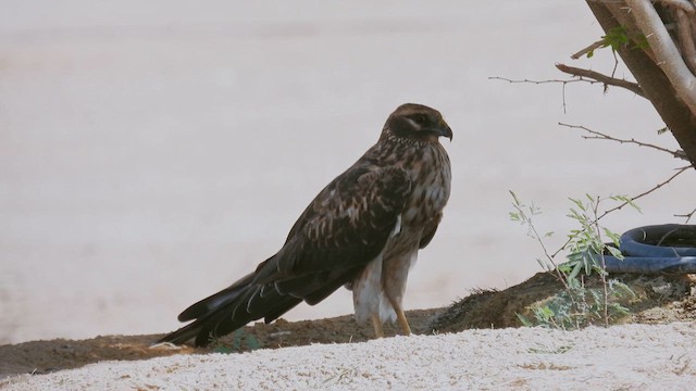 Aguilucho Papialbo - ML615536950