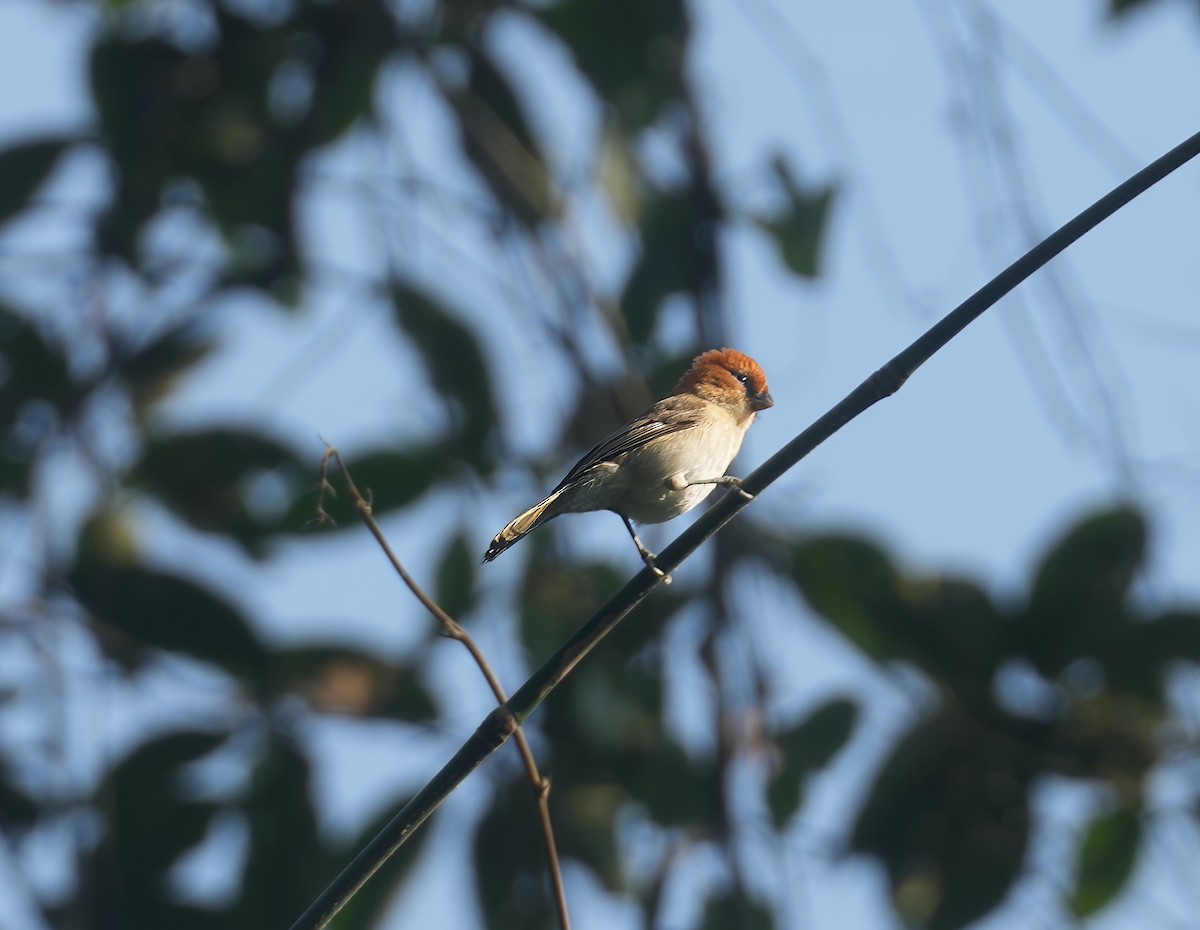 Rufous-headed Parrotbill - ML615536969