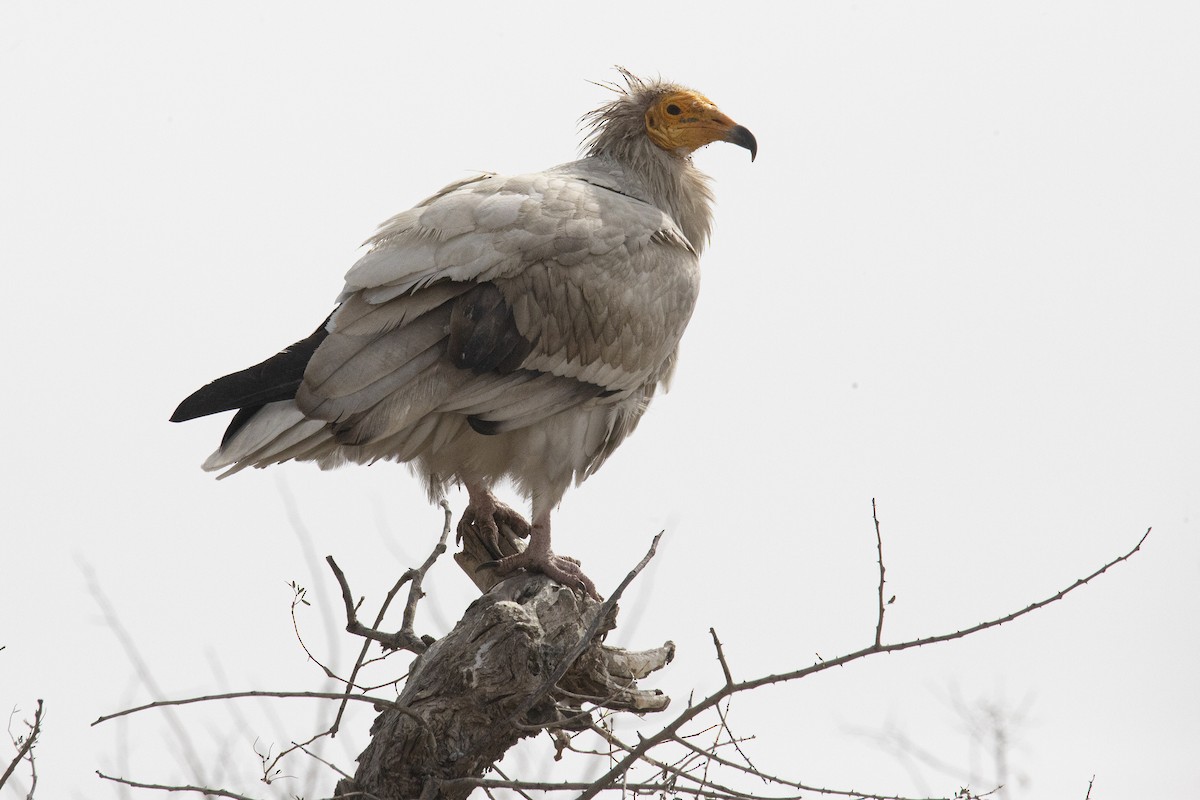 Egyptian Vulture - ML615537016