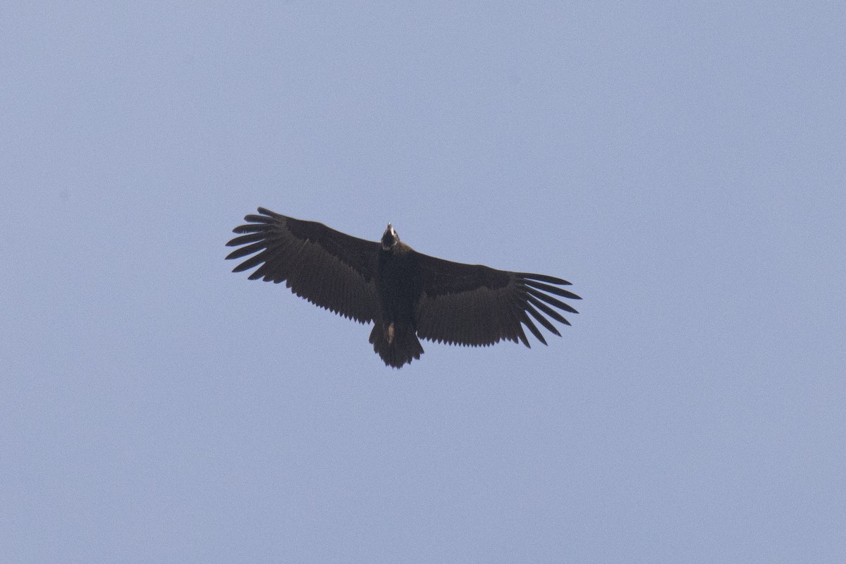 Cinereous Vulture - ML615537026