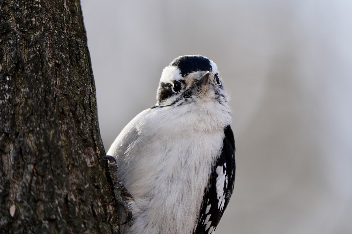 Downy Woodpecker - ML615537028