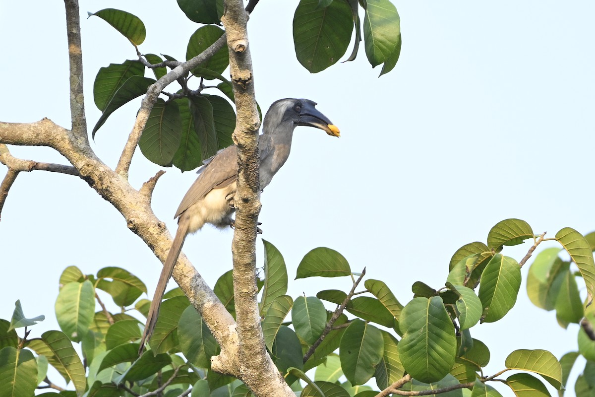 Indian Gray Hornbill - ML615537041