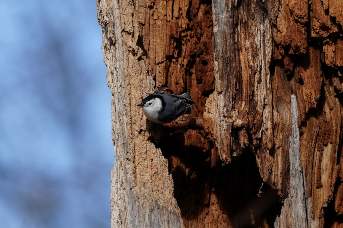 White-breasted Nuthatch - ML615537063