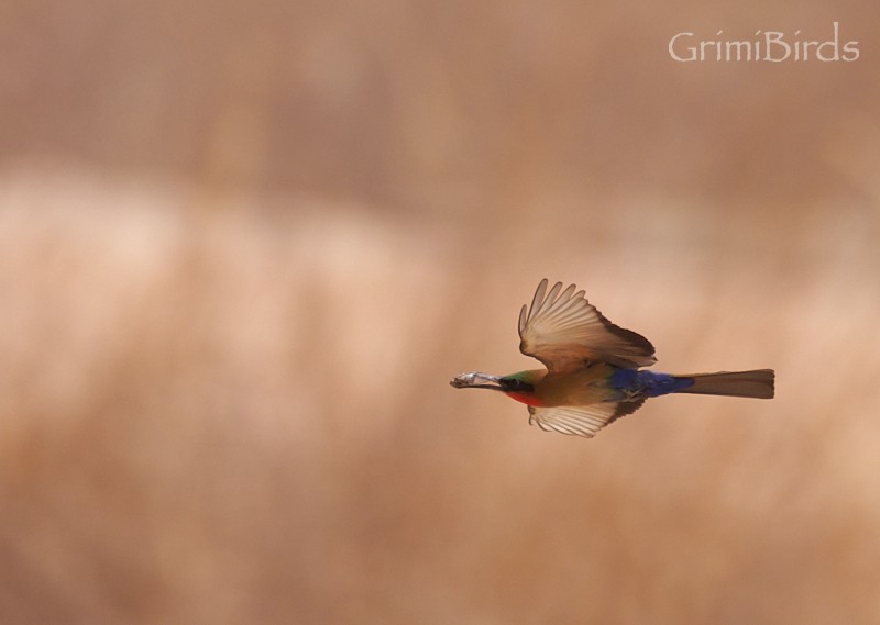 Red-throated Bee-eater - ML615537089