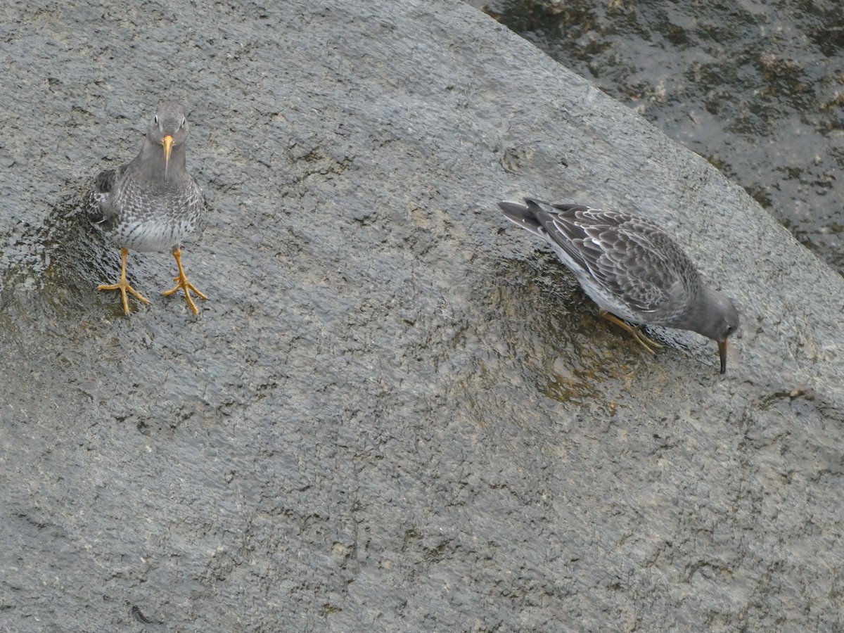 Purple Sandpiper - Bob Hunter