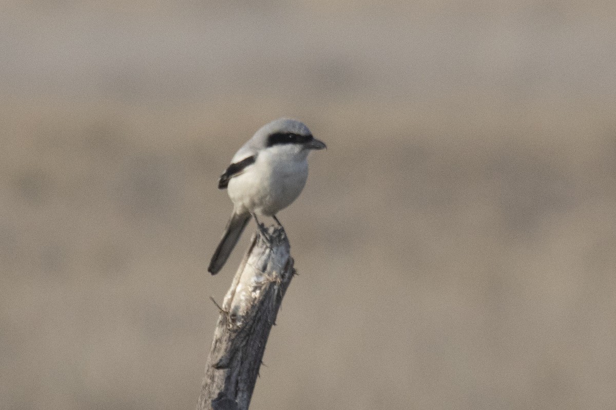 Great Gray Shrike - Nazes Afroz