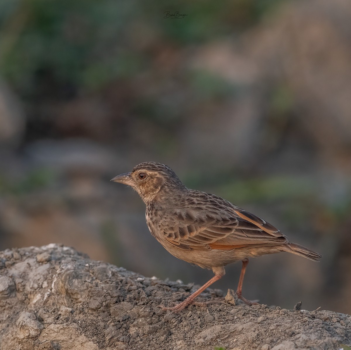 Bengal Bushlark - ML615537134