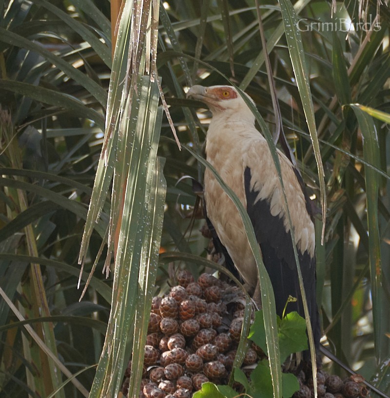 Palm-nut Vulture - Ramon Grimalt