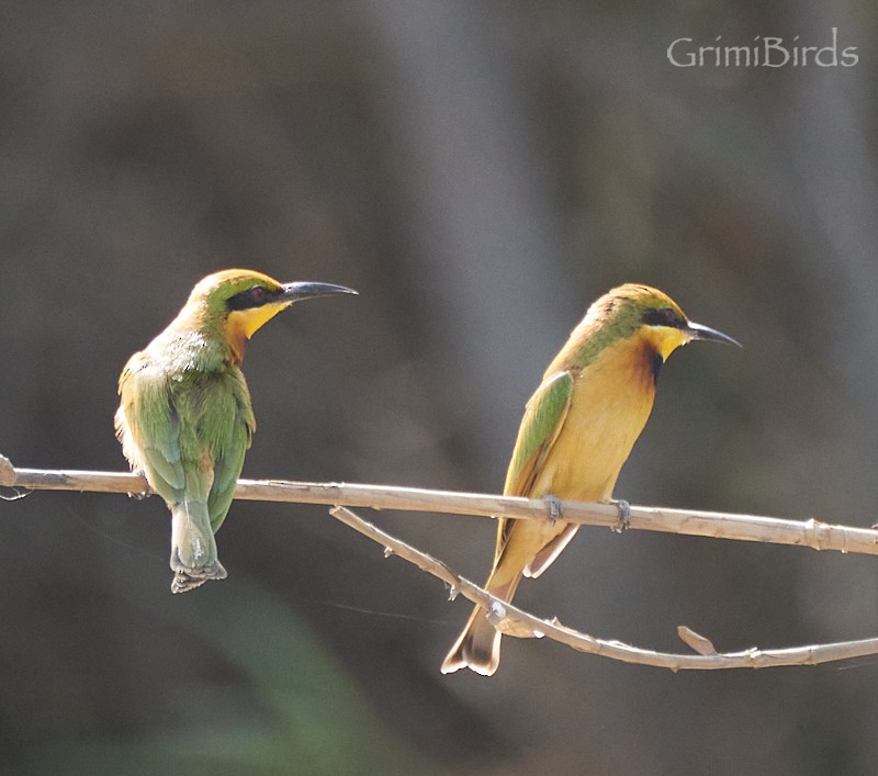 Little Bee-eater - Ramon Grimalt