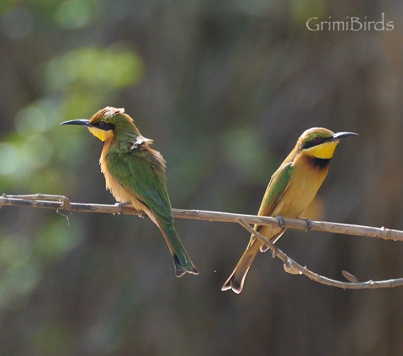 Little Bee-eater - Ramon Grimalt