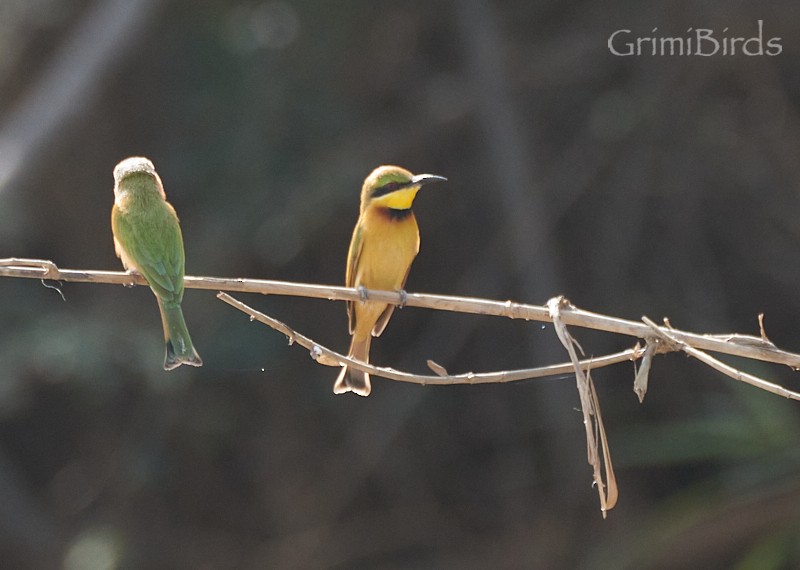 Little Bee-eater - ML615537222