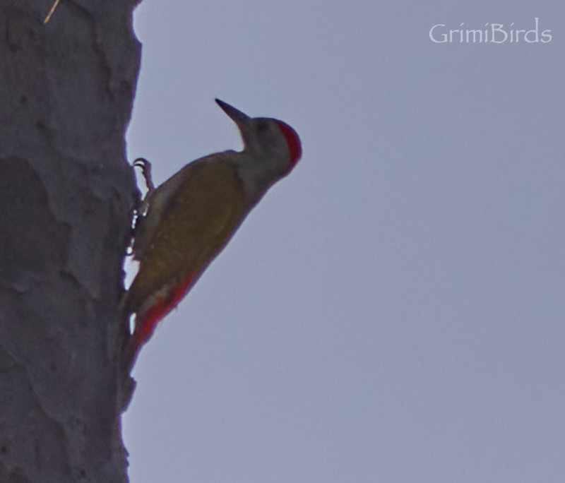 African Gray Woodpecker - Ramon Grimalt