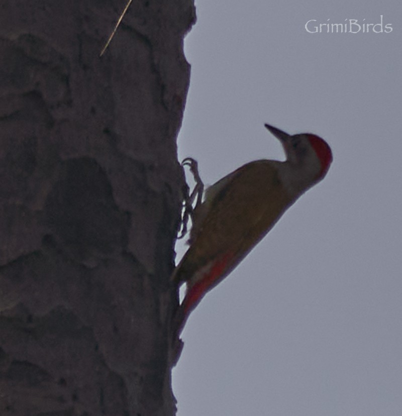 African Gray Woodpecker - Ramon Grimalt