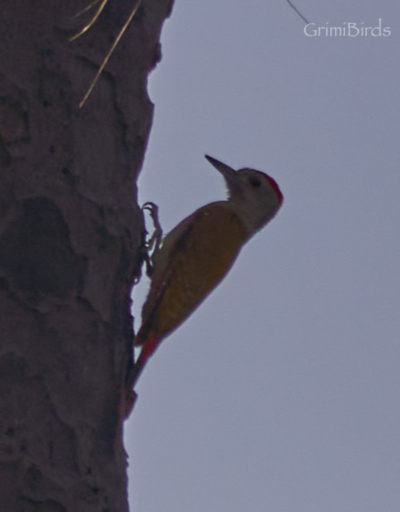 African Gray Woodpecker - Ramon Grimalt