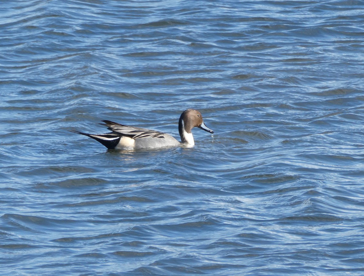 Northern Pintail - ML615537252