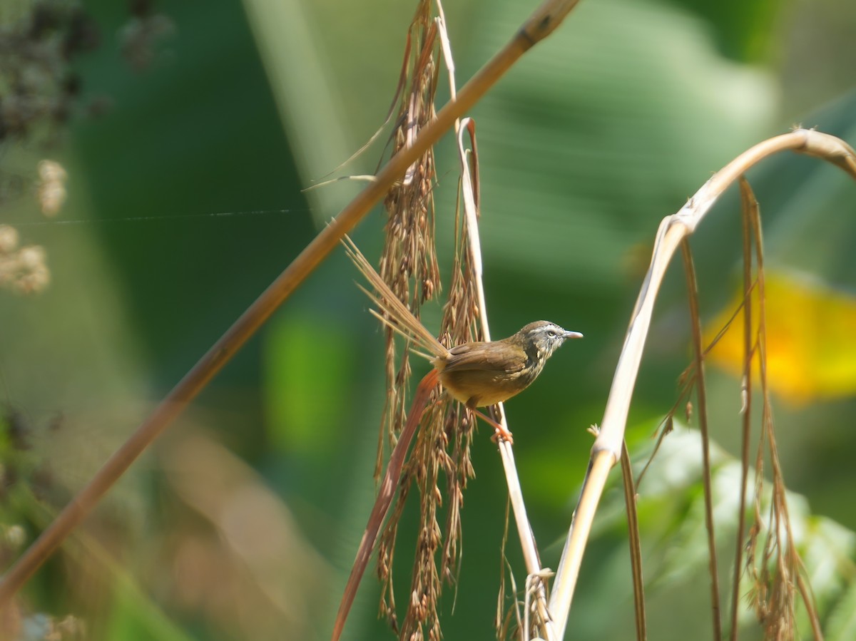 Hill Prinia - ML615537259