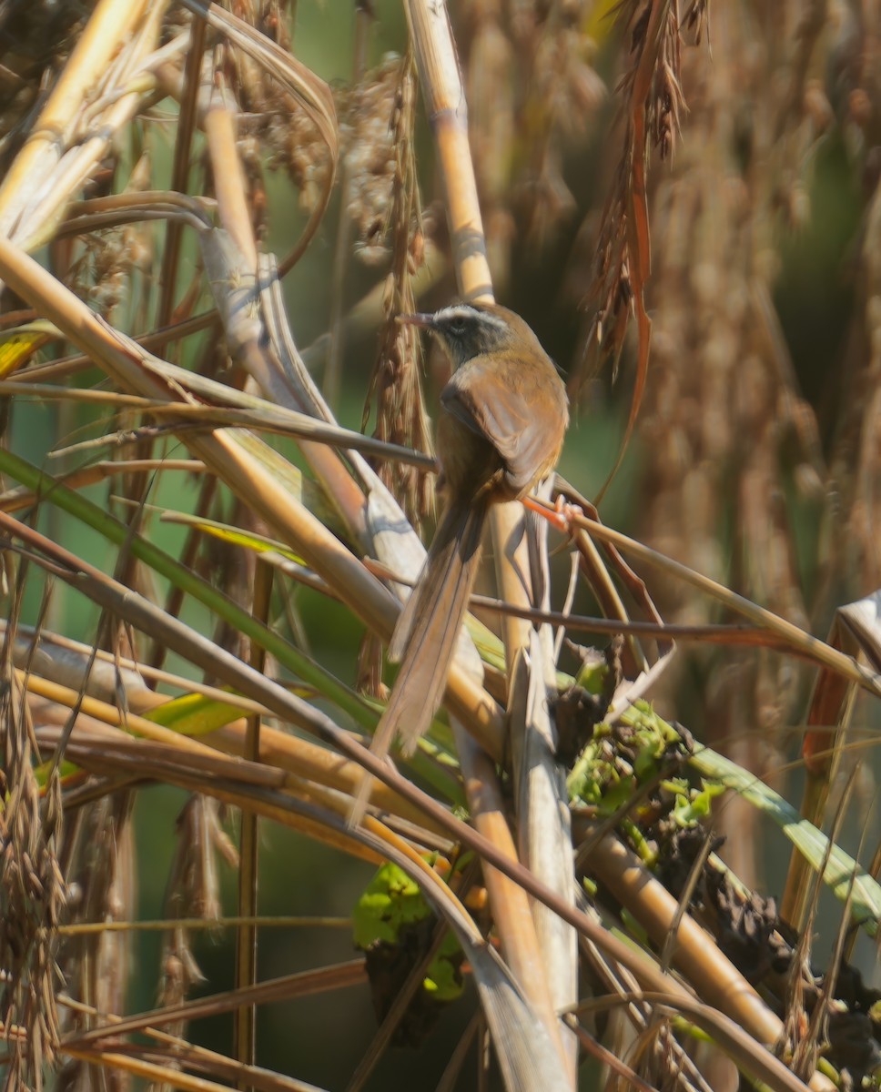 Hill Prinia - ML615537261