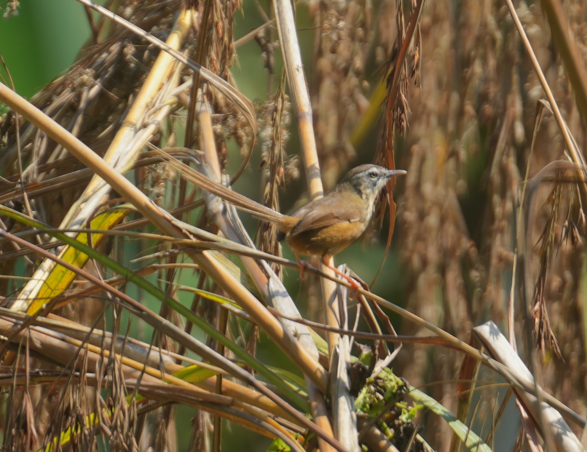 Hill Prinia - ML615537262