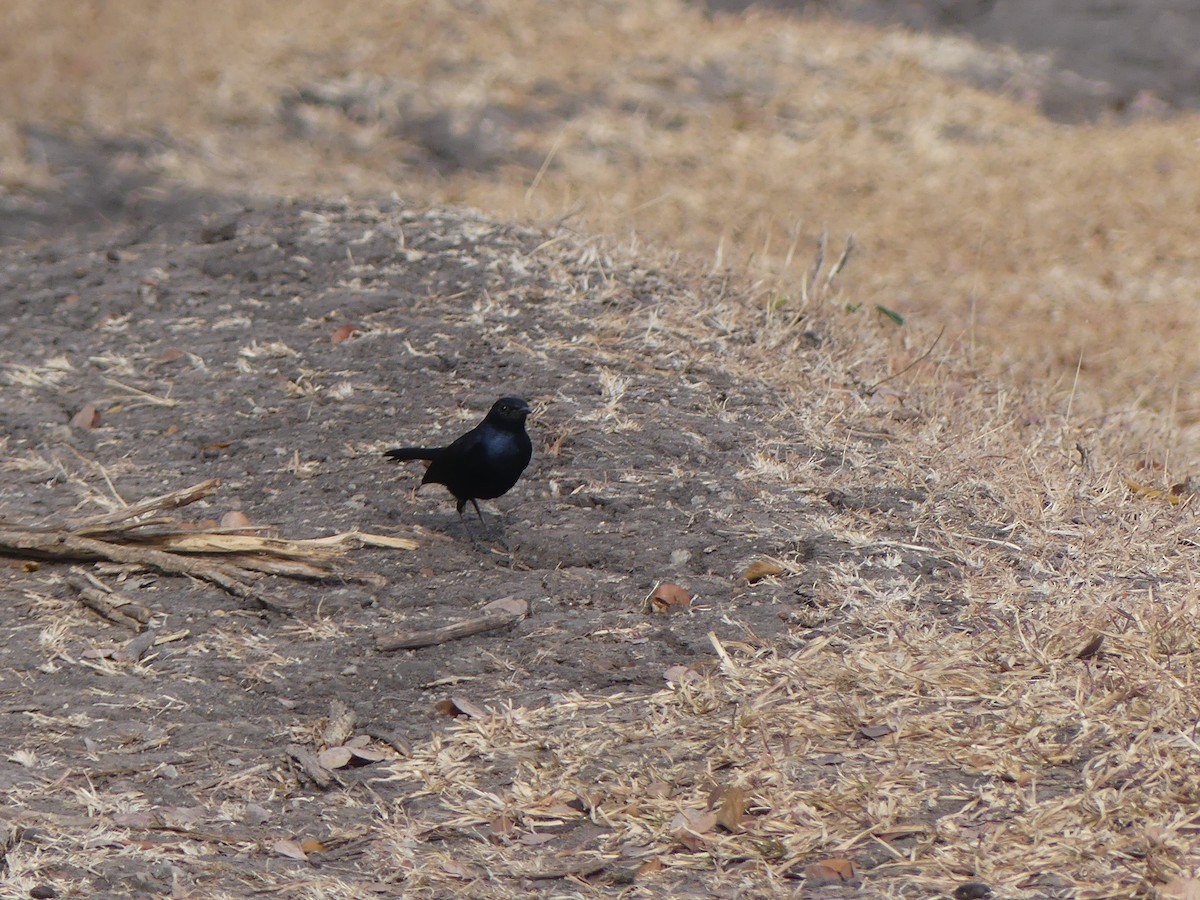 Indian Robin - ML615537271
