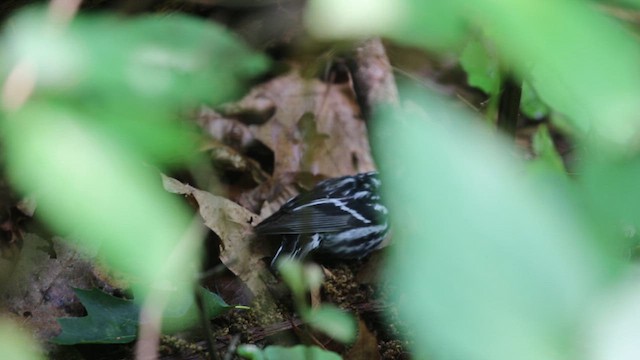 Paruline noir et blanc - ML615537308