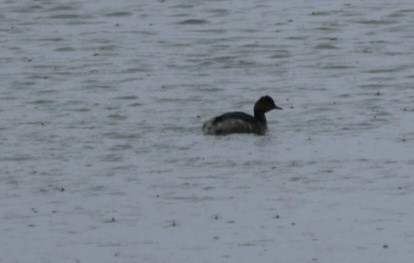 Eared Grebe - howard  taffs