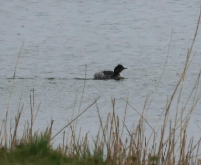 Eared Grebe - ML615537335