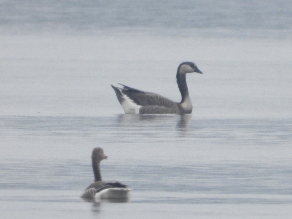 Graylag x Barnacle Goose (hybrid) - ML615537344