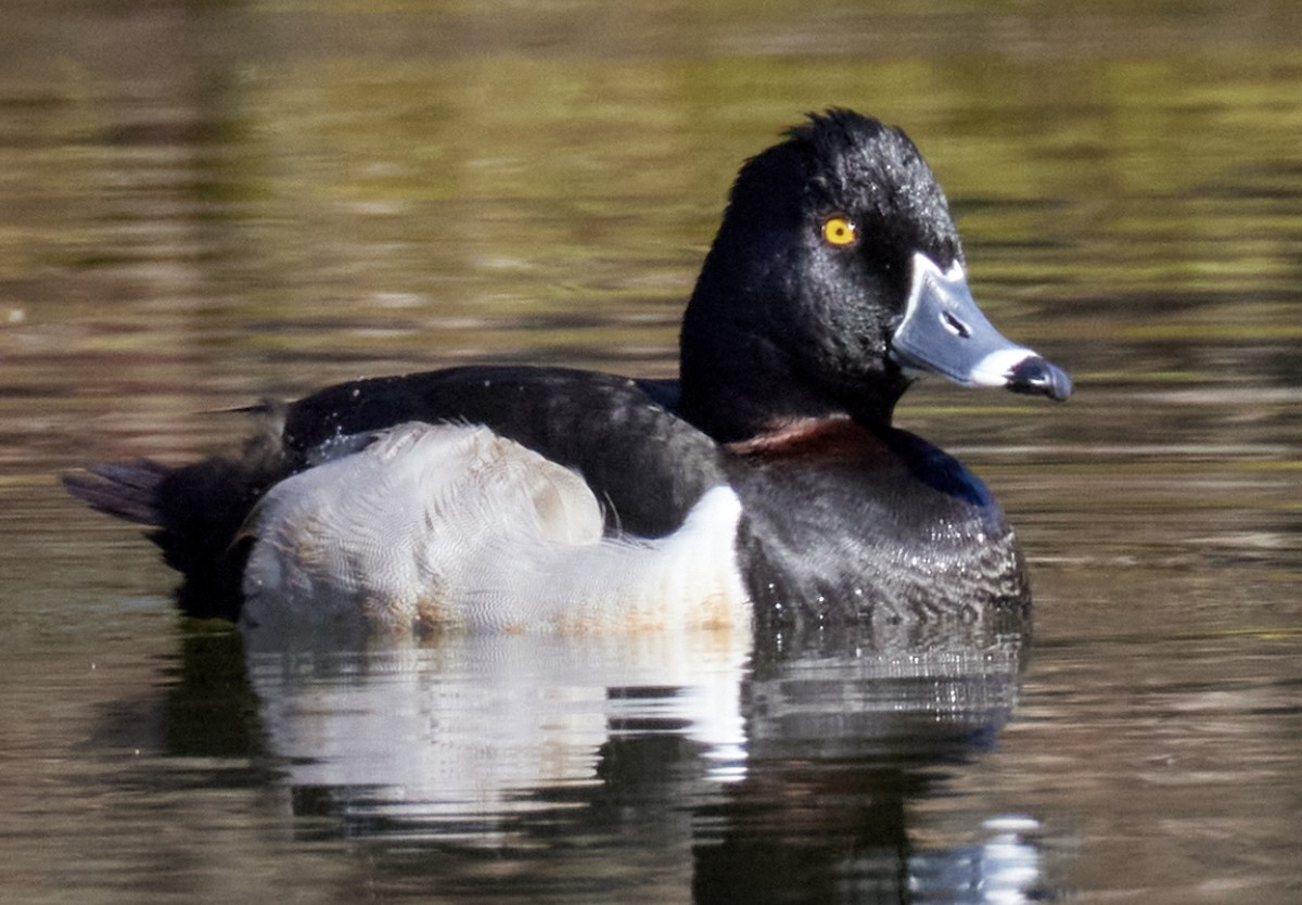 Ring-necked Duck - ML615537346