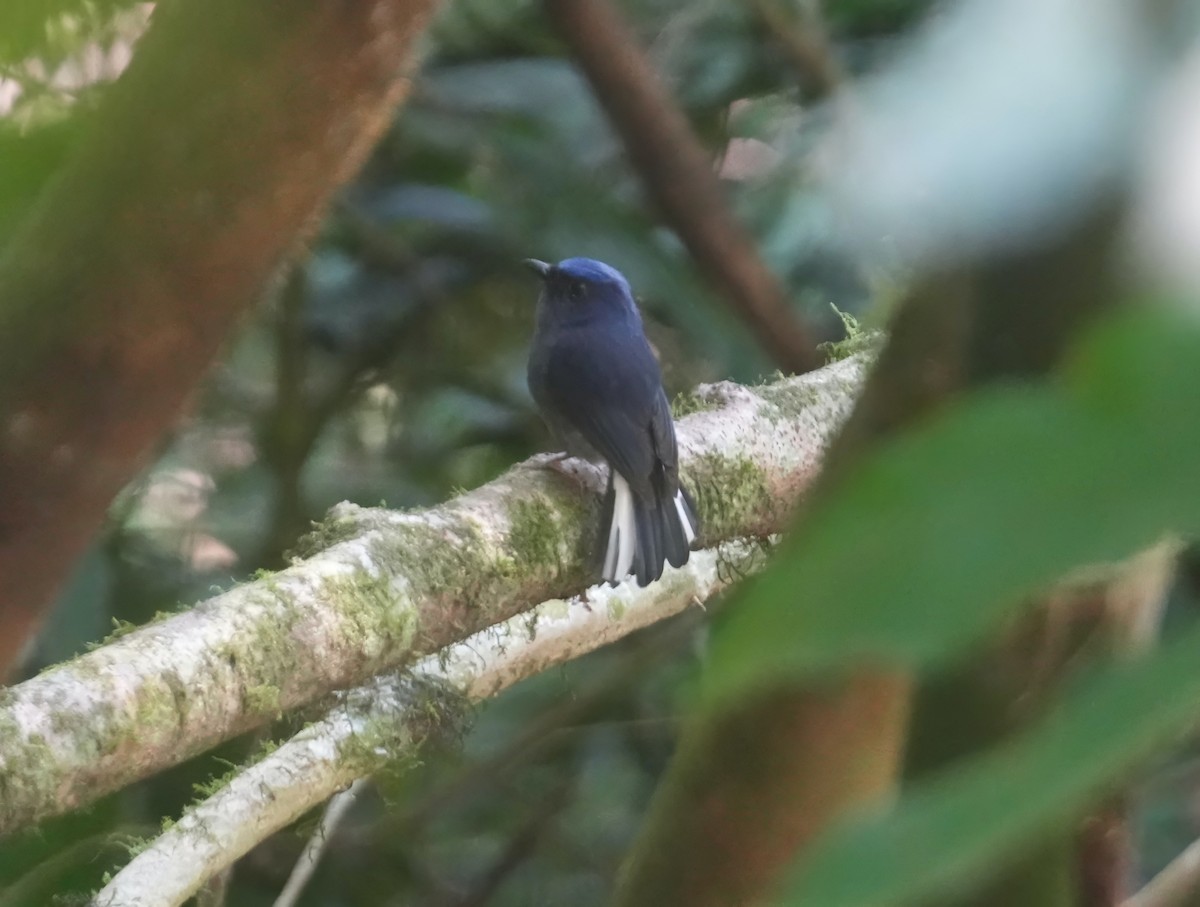 White-tailed Flycatcher - ML615537367