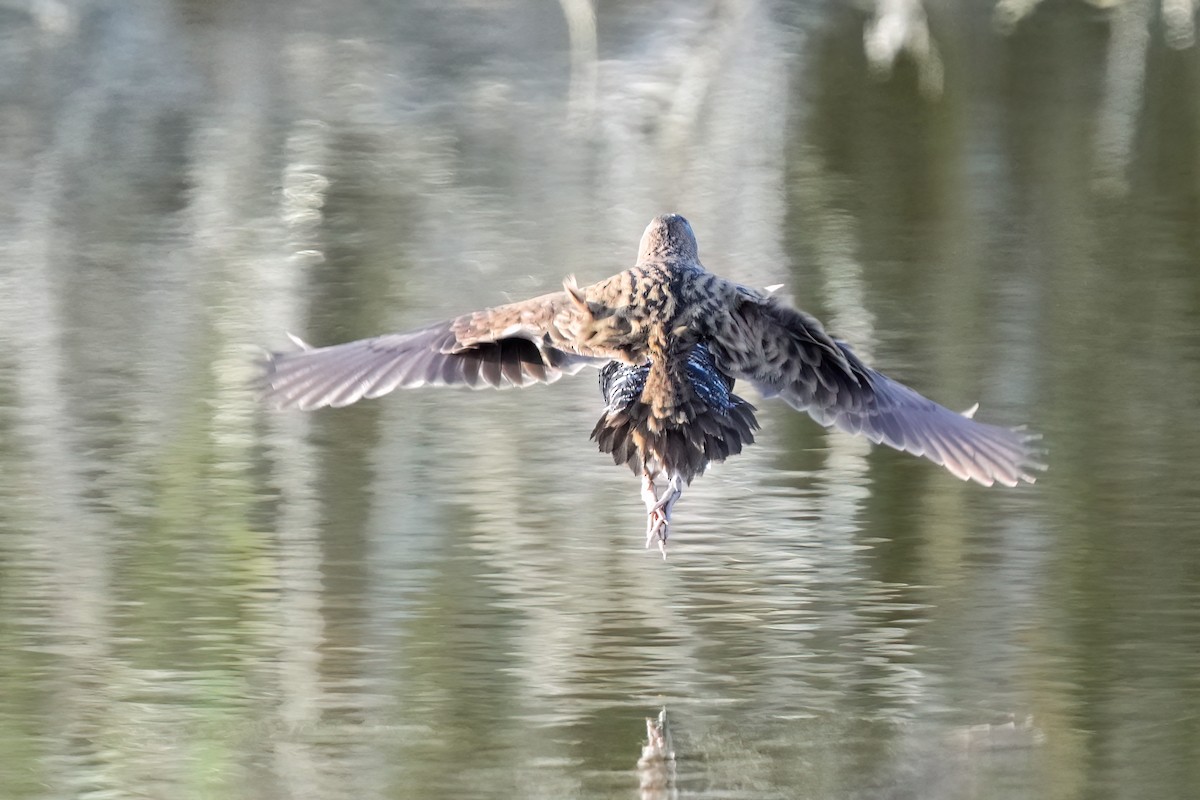 Water Rail - ML615537376