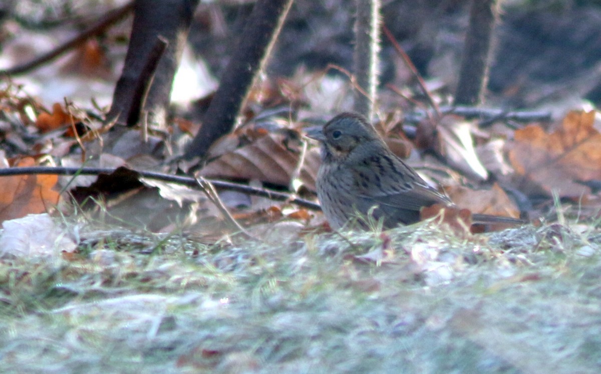 Lincoln's Sparrow - ML615537425