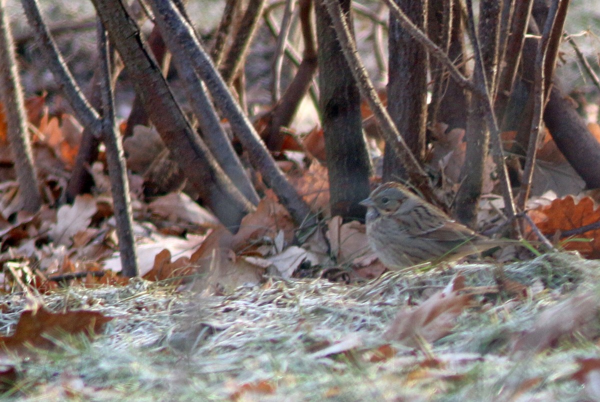 Lincoln's Sparrow - Yves Gauthier (Mtl)