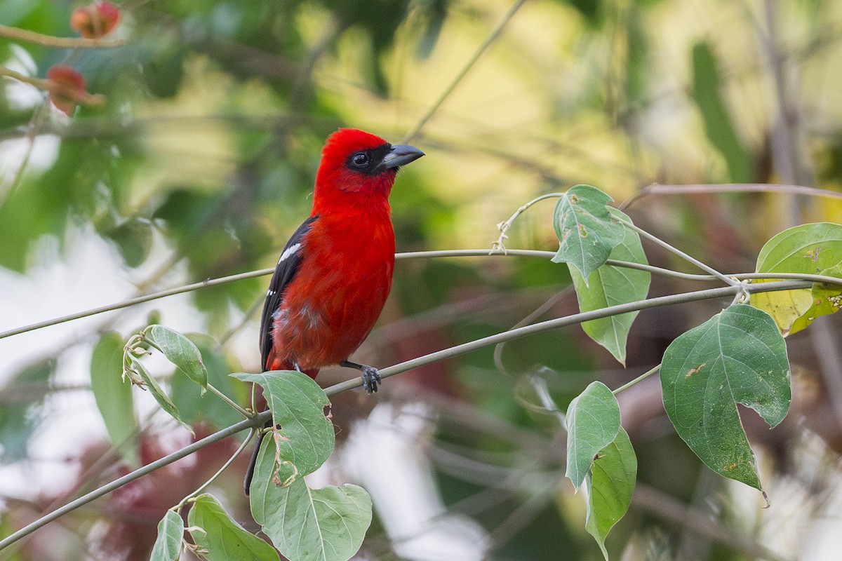 White-winged Tanager - ML615537463