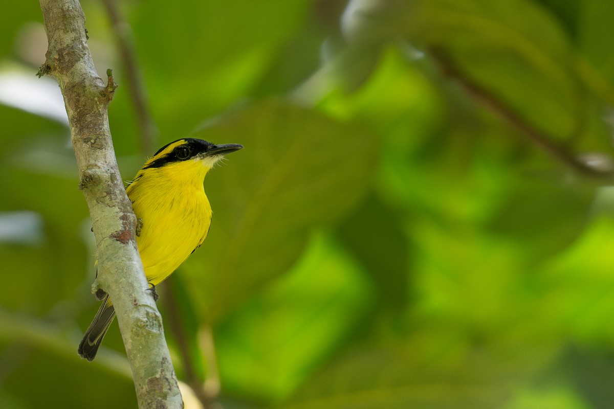 Yellow-browed Tody-Flycatcher - ML615537477