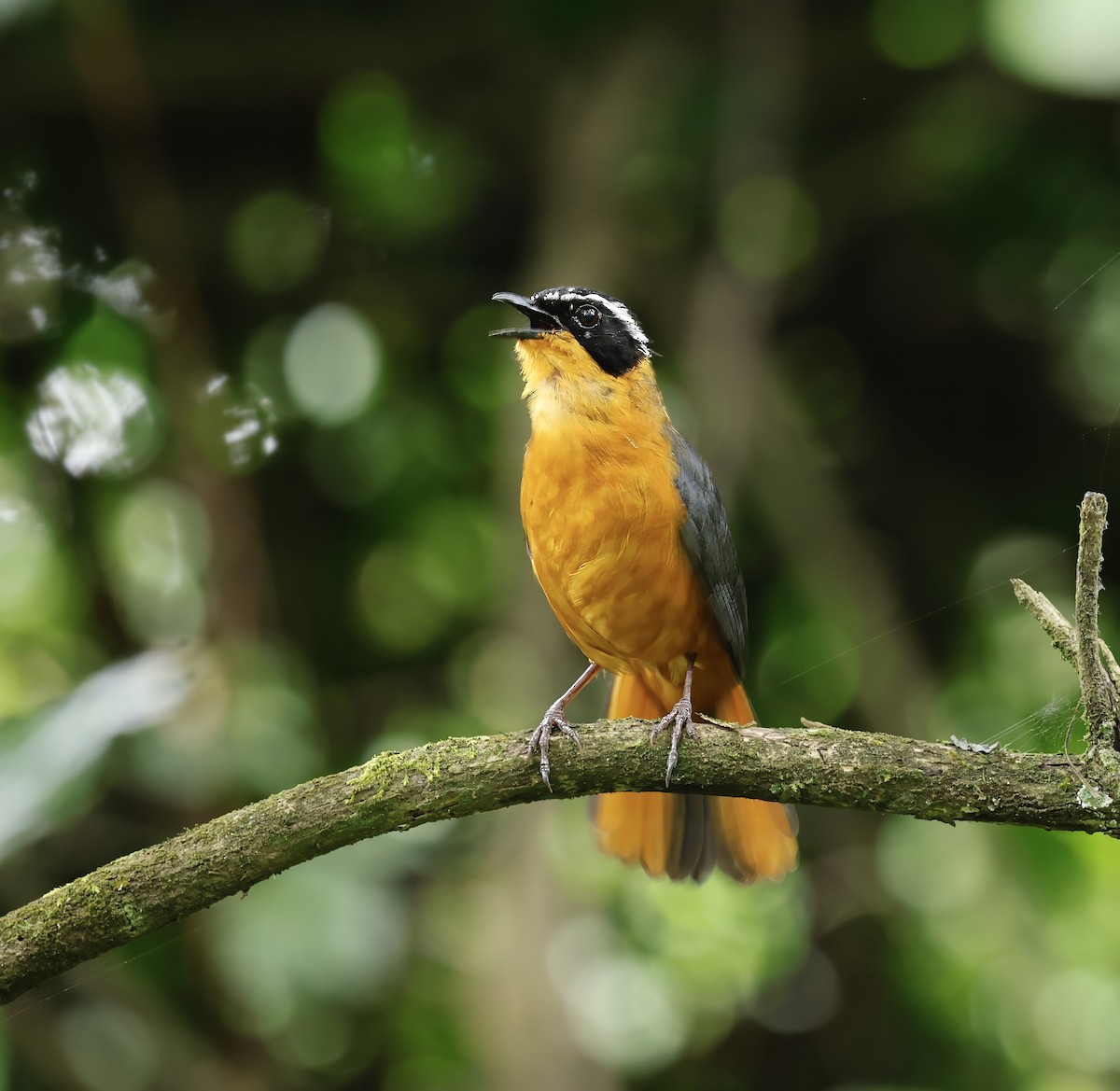 Rüppell's Robin-Chat - ML615537489