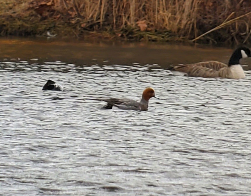 Eurasian Wigeon - ML615537491